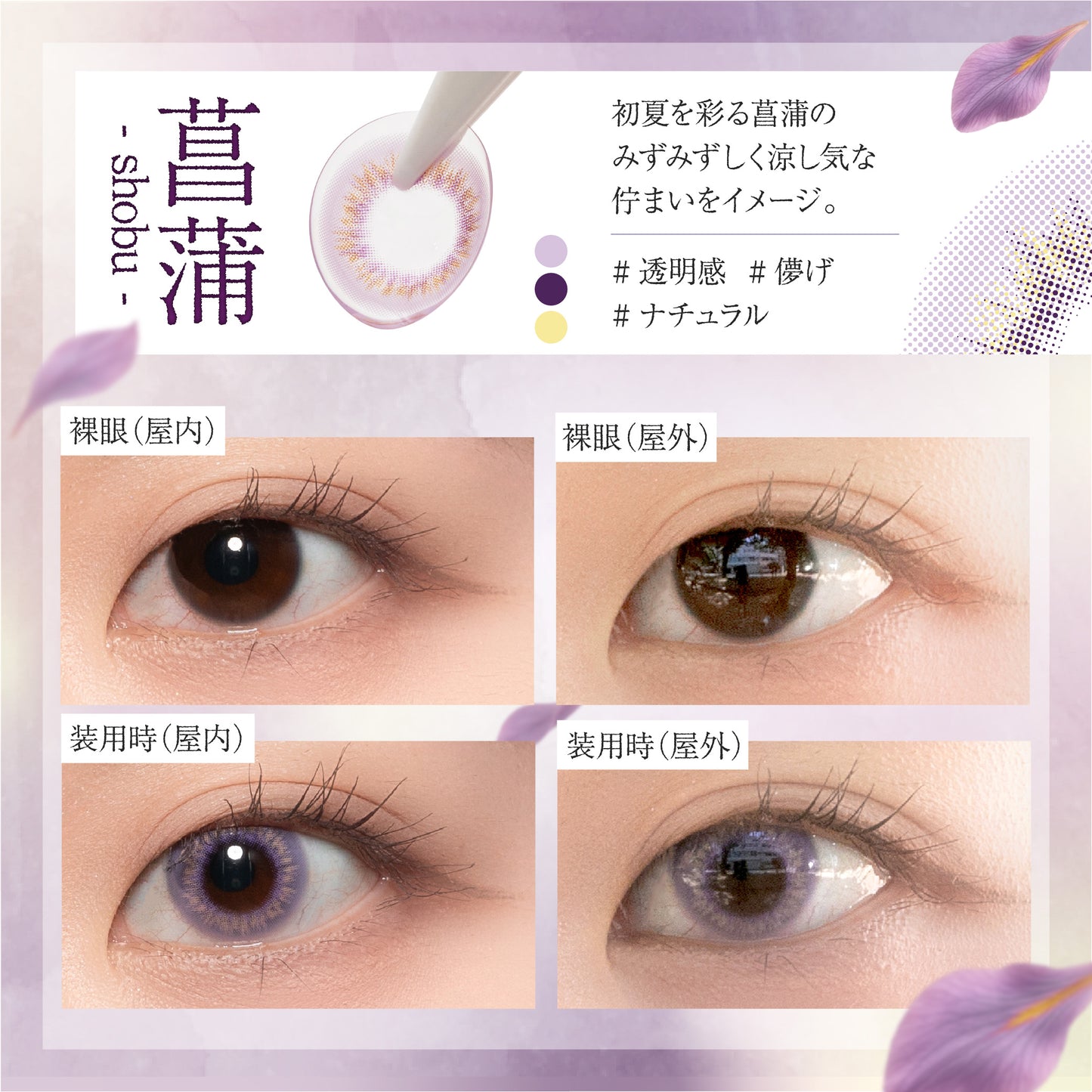 【ワンデー】Bishonenga   hanairo カラーコンタクトレンズ   菖蒲 shobu